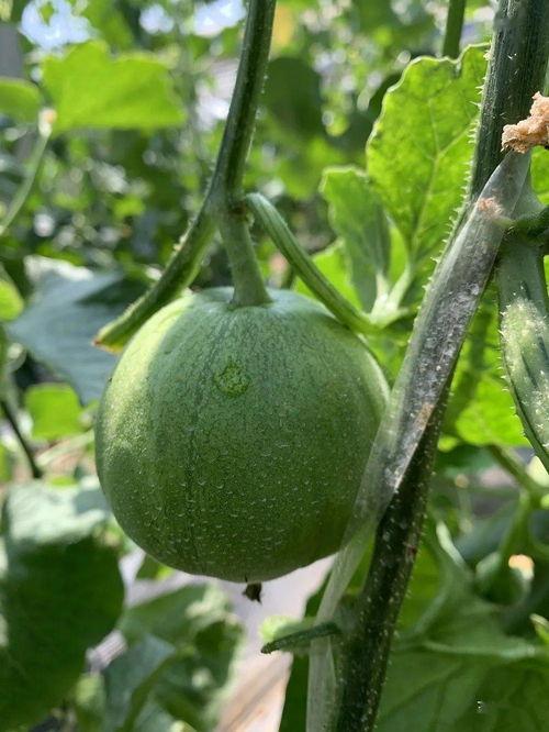 娱乐吃瓜中,揭秘明星幕后故事，吃瓜群众狂欢时刻